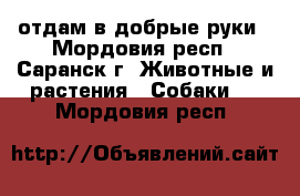 отдам в добрые руки - Мордовия респ., Саранск г. Животные и растения » Собаки   . Мордовия респ.